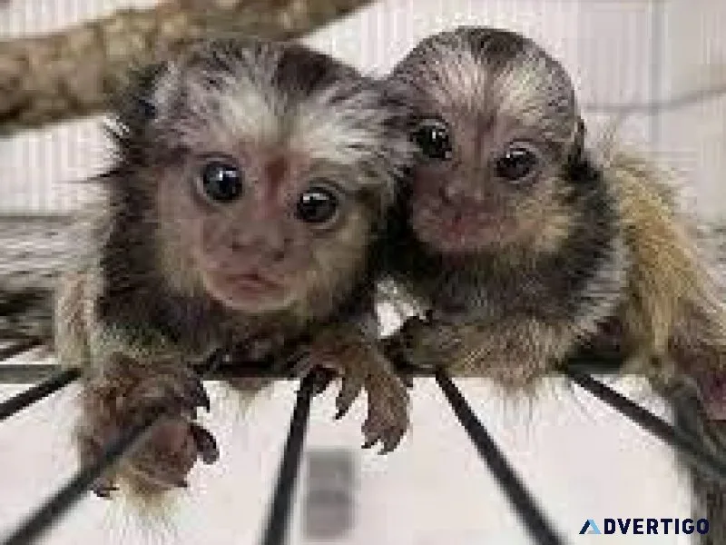 Pedigree Pomeranian Puppies Ready Text Via