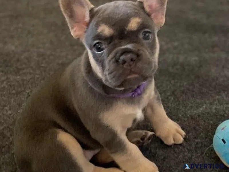beautiful French Bulldog puppy