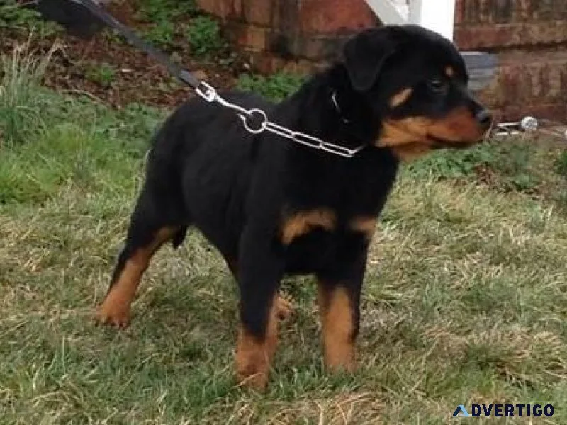 mediocre expert German rottweiler puppies for Sale