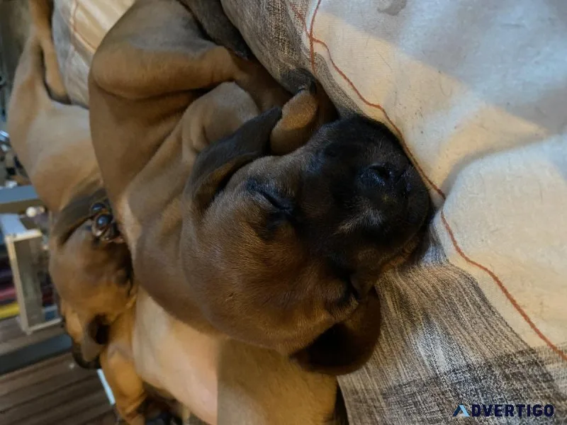 Hound puppies