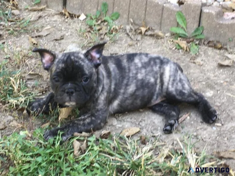 Frenchbo Puppies