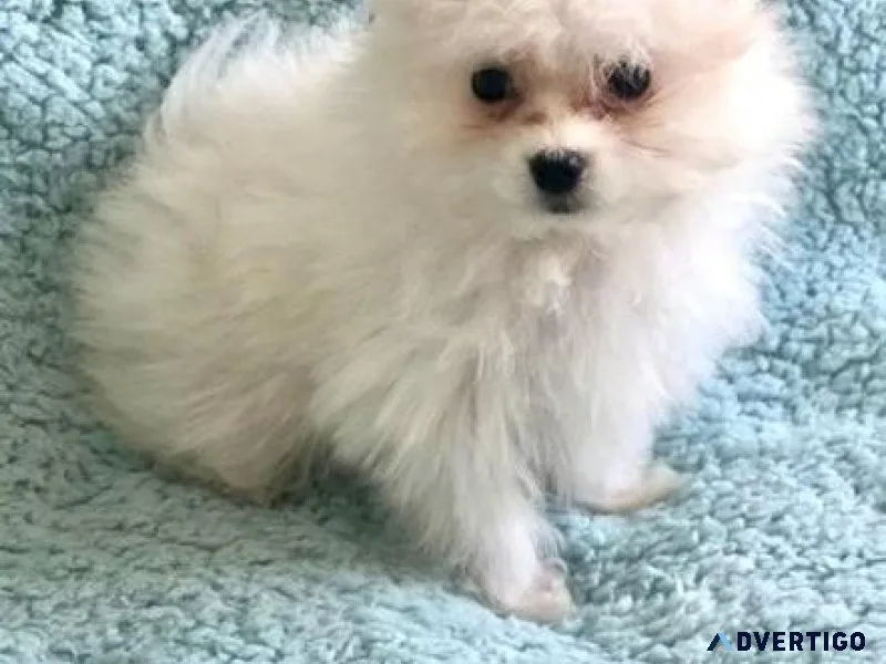Lovely Maltipom puppies Available