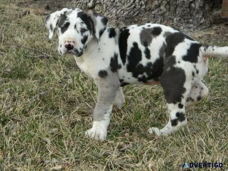 Home raised Great Dane Puppies Available