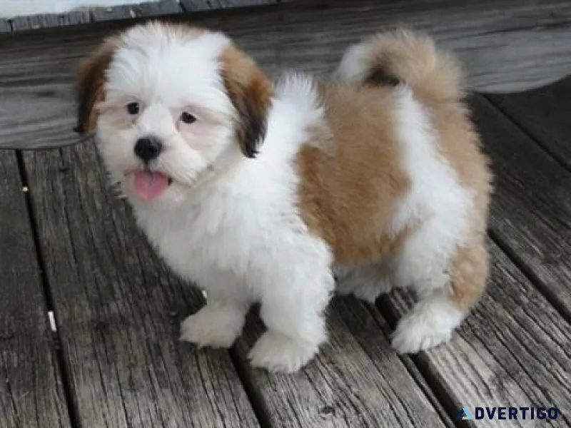 Amazing Lhasa Apso Puppies Available
