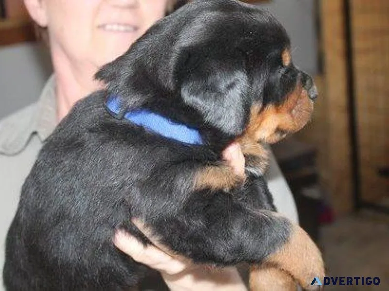 monstrous every German rottweiler puppies for Sale