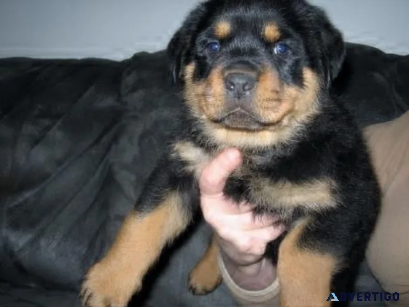 merry German rottweiler puppies for Sale