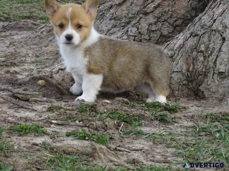 Pembroke Welsh Corgi Puppies