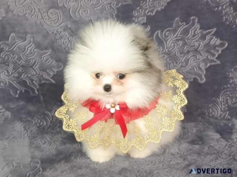 Teacup Pomeranian parti color girl