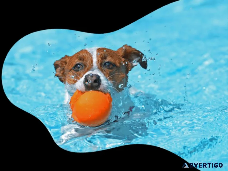 dog boarding services