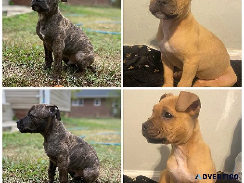 Pitbull Puppies.
