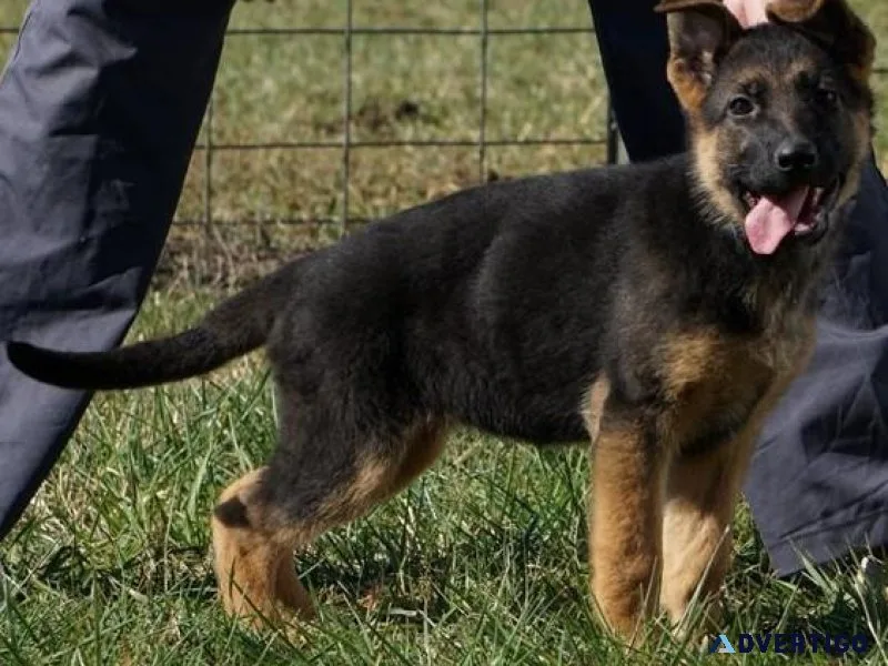Gorgeous German Shepherd puppies available