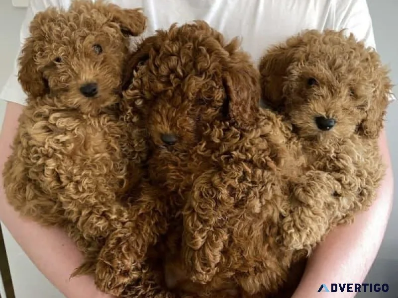 Labradoodle puppies