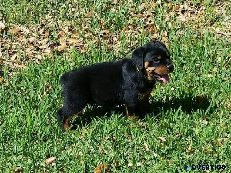 modest expert German rottweiler puppies for Sale