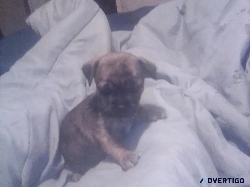 Chi - shi puppies