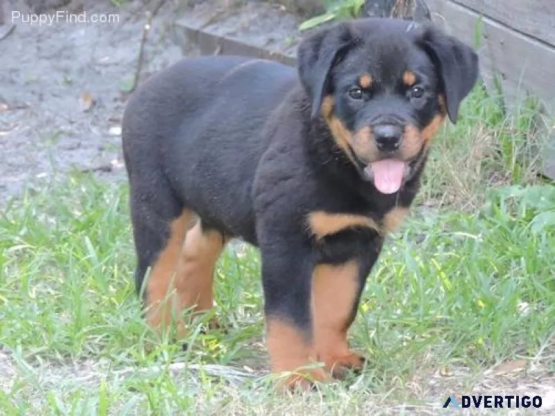 mild expert German rottweiler puppies for Sale