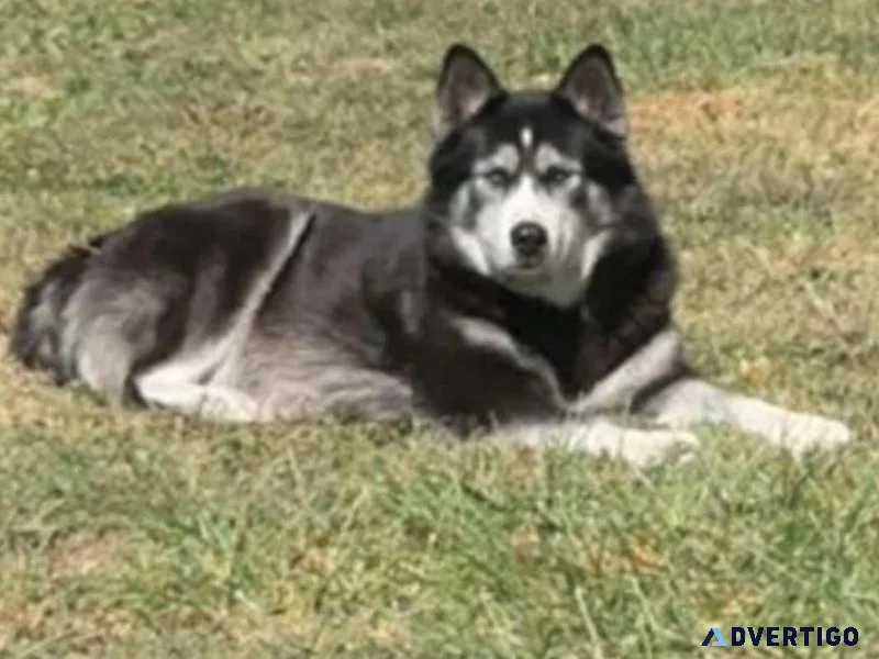 AKC Siberian Husky Pups