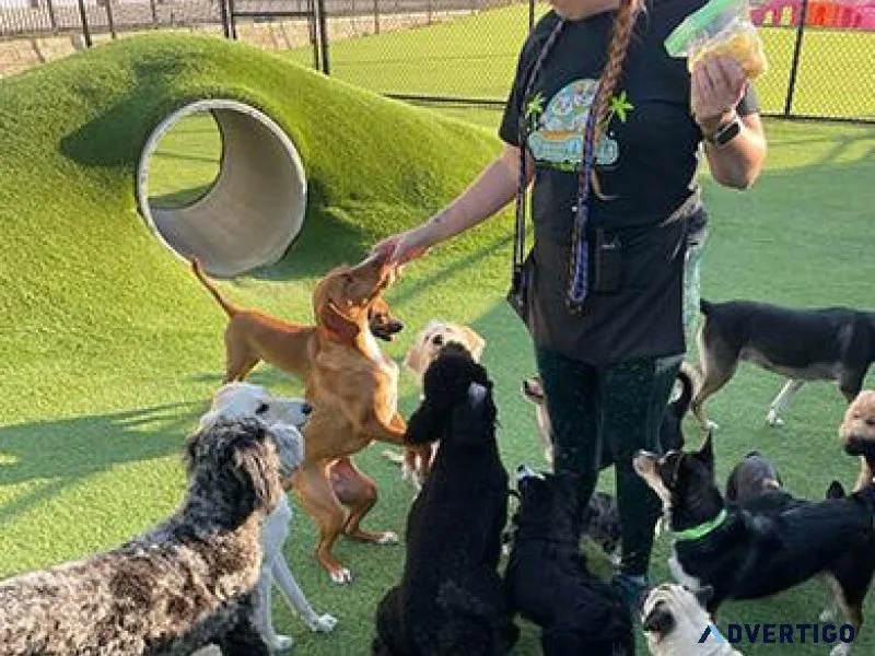 Dog Boarding Carrollton