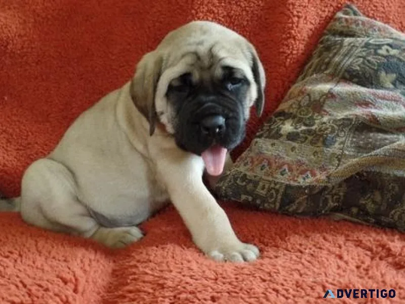 Home raised Mastiff puppies Available