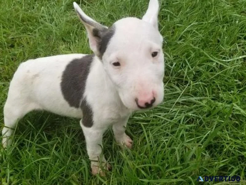 Adorable Miniature Bull Terrier Available