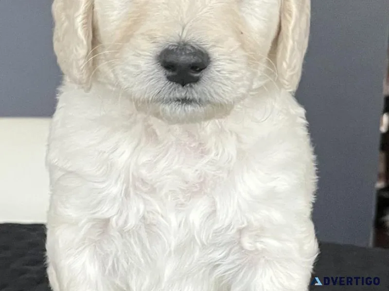 F1B Goldendoodle puppies