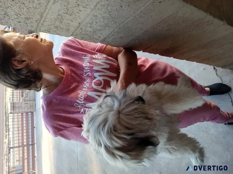 Maltipo puppy