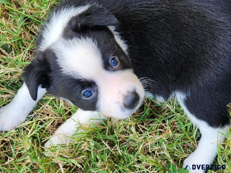 Border Collie puppies
