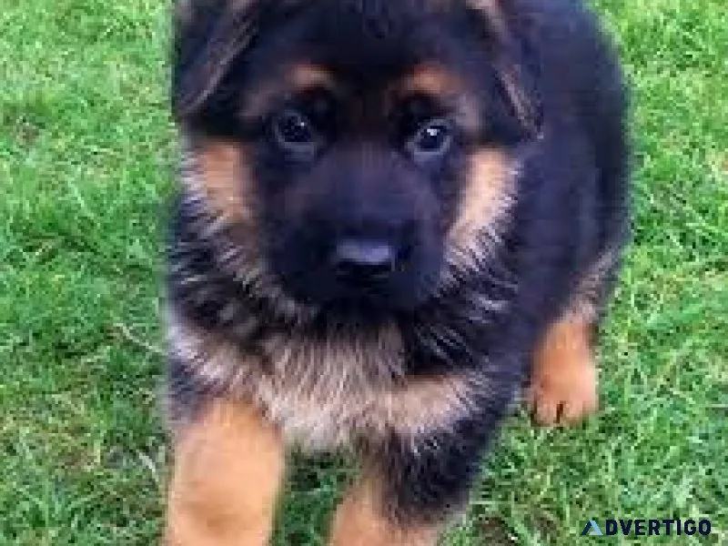 German Shepherd puppies