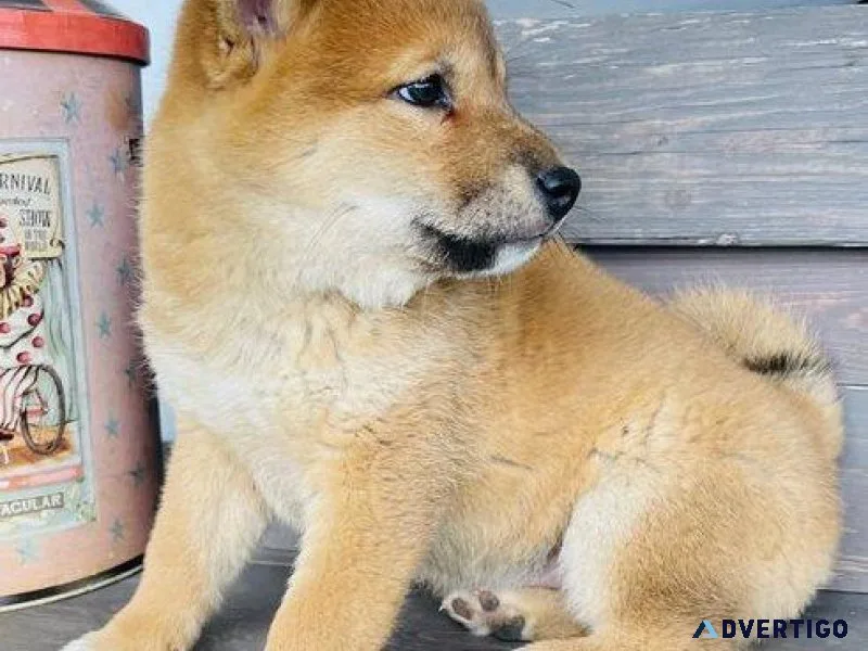 Shiba Inu Puppie for Rehoming