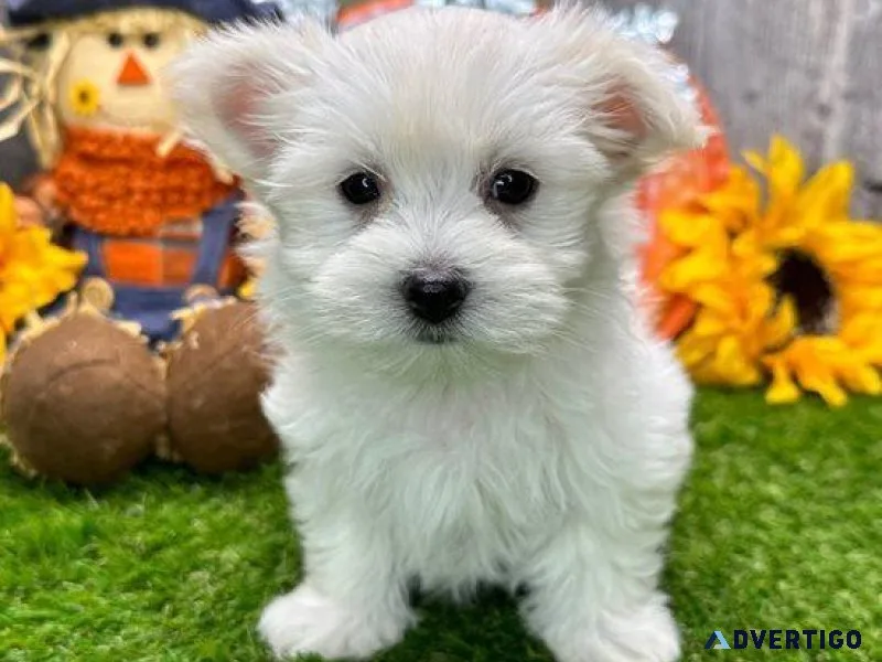 Maltese Puppies for sale