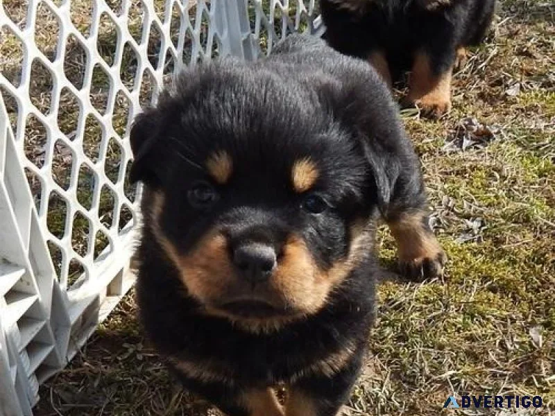 mellow every German rottweiler puppies for Sale