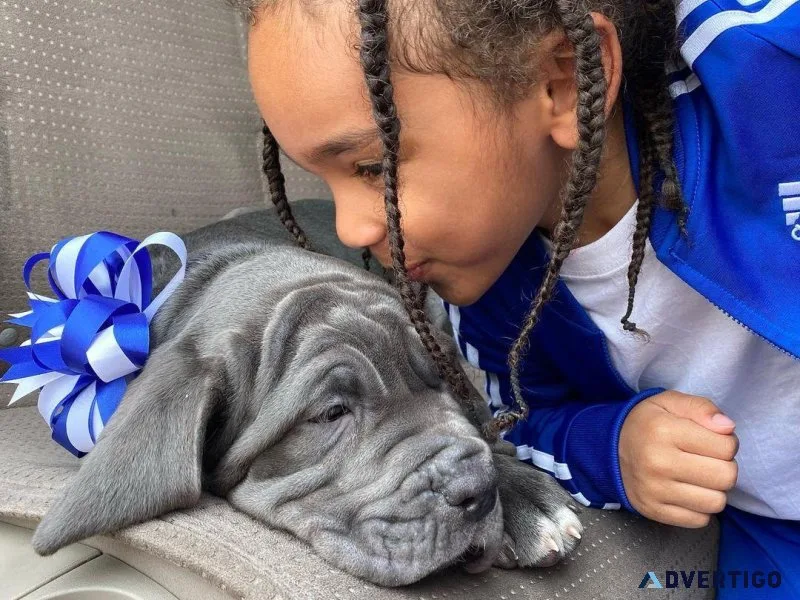 Neapolitan Mastiff Puppies