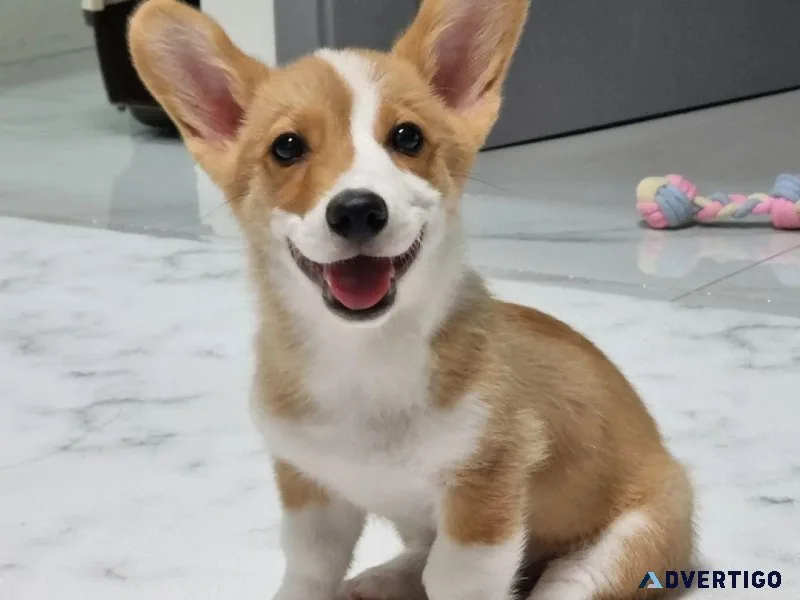 Amazing Corgi Puppies For Adoption.