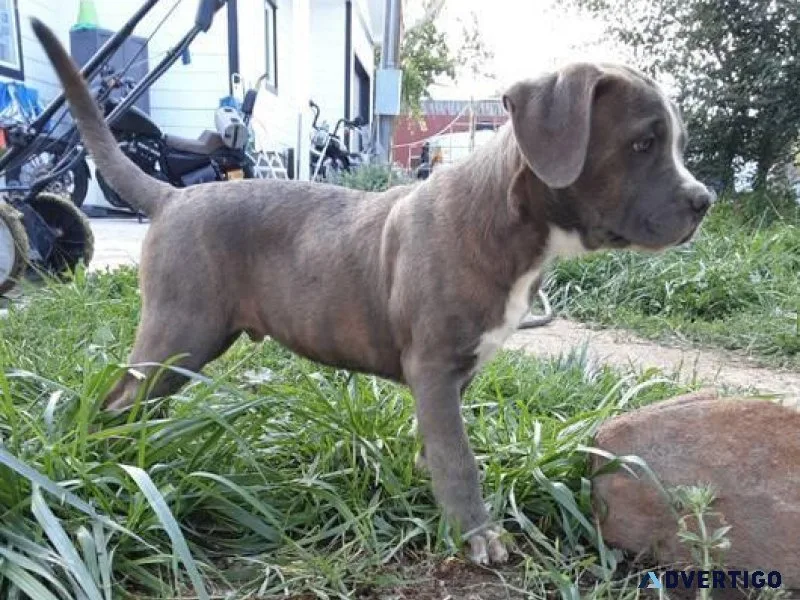 Bandog Mastiff (XL Bullies)