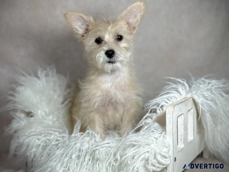 Yorkie-Maltese male 10 weeks old