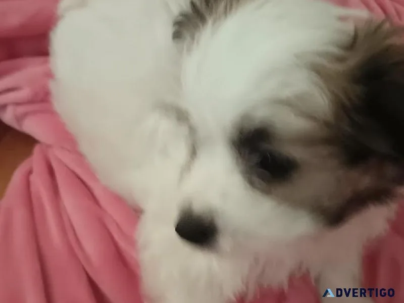 Shima Yorkie puppies