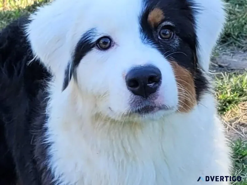 AKC Australian Shephard