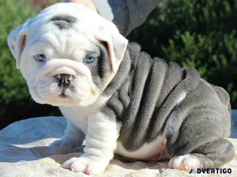 English Bulldog puppies for adoption