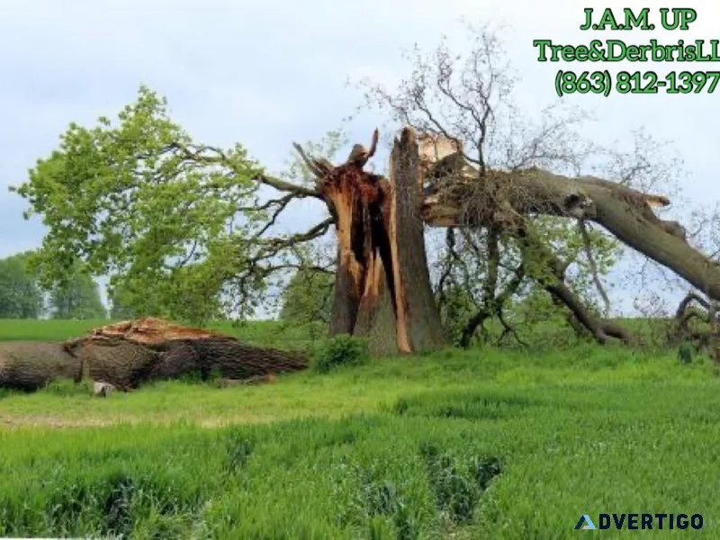 Tree Services