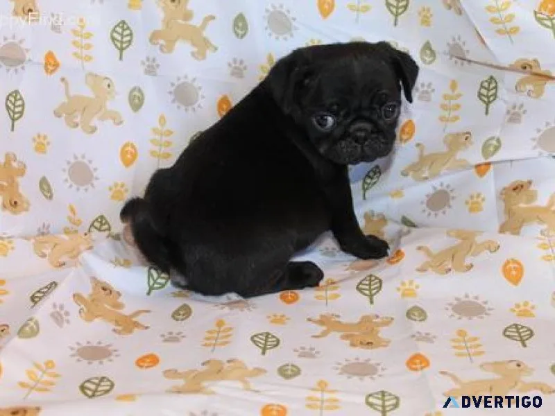 Gorgeous Pug puppies for sale
