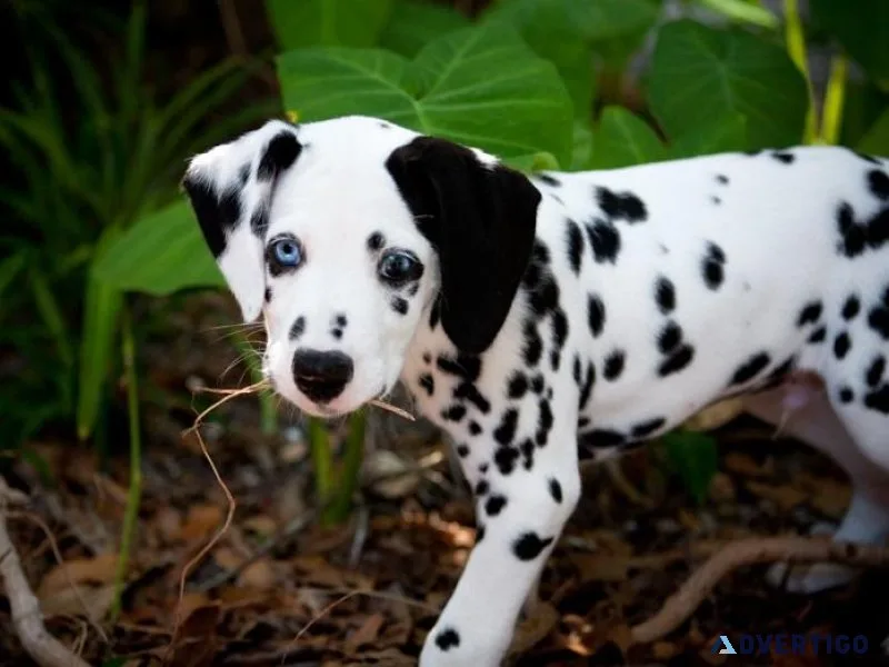 AKC Dalmatian puppies available
