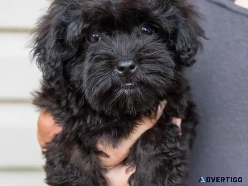 Home raised Schnoodle Puppies ready