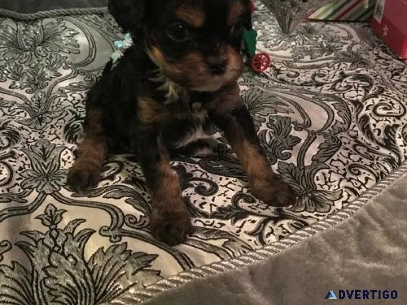 Healthy Cavapoo puppies for lovely homes