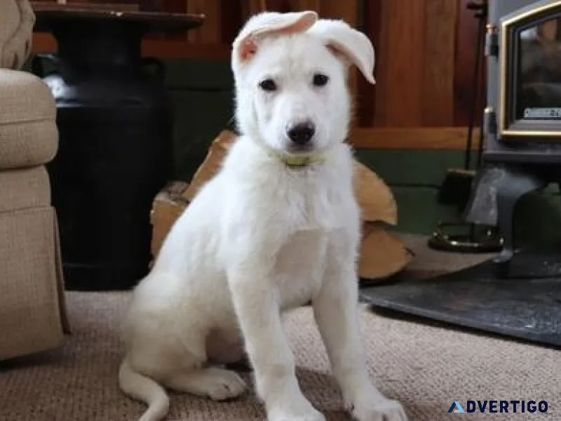 White Shepherd Puppies ready now