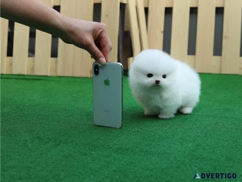 Home raised Micro Teacup Pomeranian puppies for sale