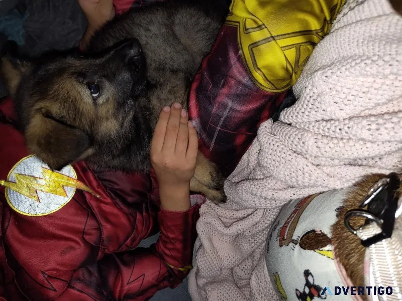 Akc sable 8 week old female German shepherd