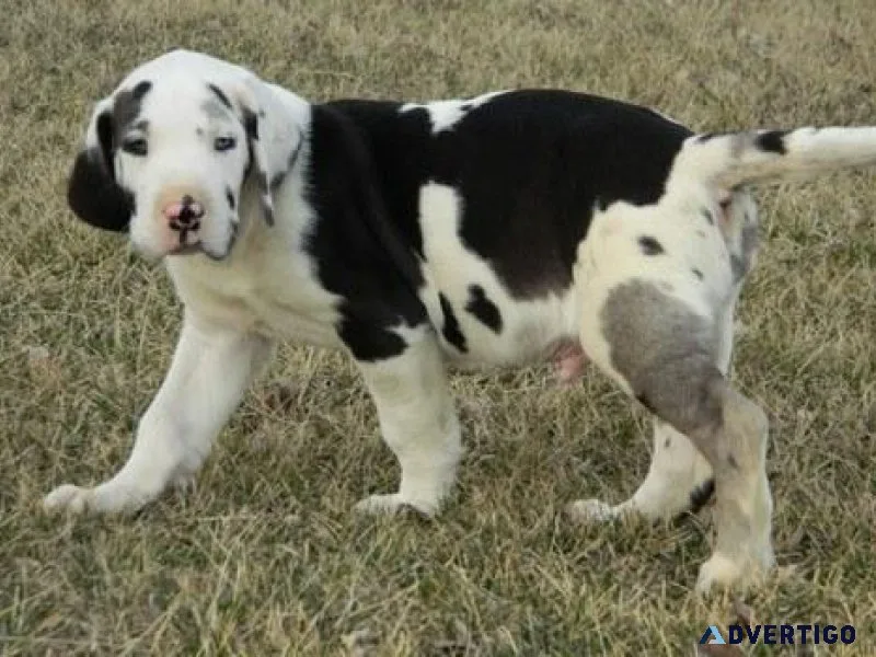 Gorgeous Great Dane puppies ready now