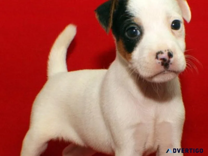 Adorable Jack Russel Terrier puppies