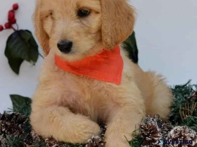 Home raised Labradoodle puppies ready now