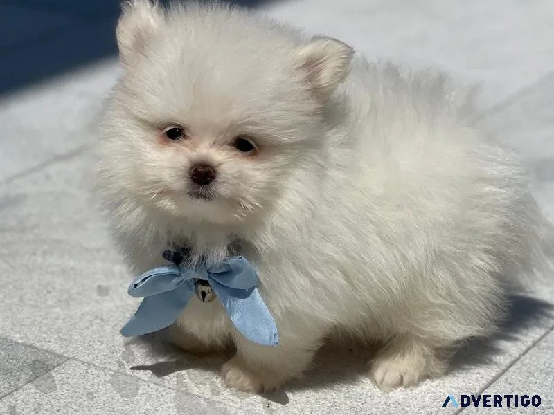 Cute Maltipom Puppies Available