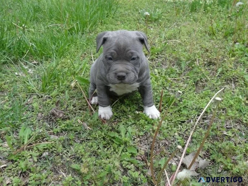 Well Socialized American Pit Bull Terrier puppies Available